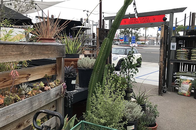 Garden of Eatin’ - tables are strewn among living plants for sale.