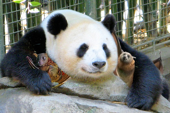 Chinese national (and giant panda) Su Lin poses with two unidentified visitors from her homeland’s Wuhan province in this March 2019 photo.