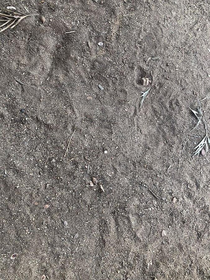 Bbs in dirt where Pebbles shot. Someone who lives close to Geyelin: "Does your dog bark and annoy your neighbors?"