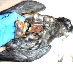 Balloon latex in stomach of dead bird