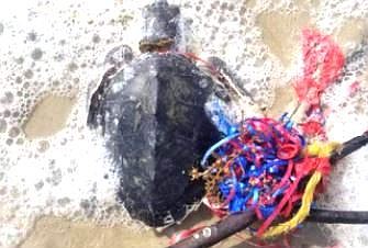 Sea turtle with balloon and ribbons