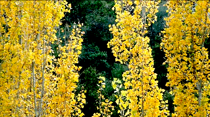 Lombardy poplars
