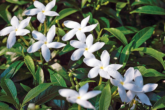 The scent of "true Jasmine"(genus Jasminum) is strong this time of year.
