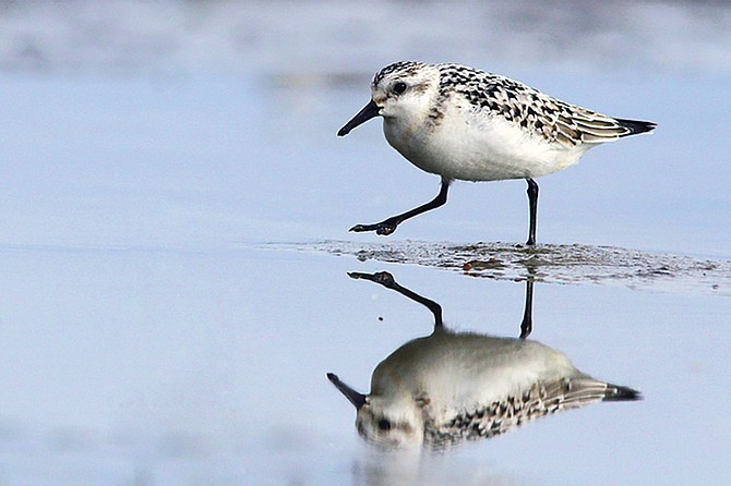 Juvenile Sanderling