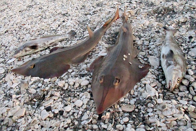 A pair of California corbina bracketing a pair of guitarras (shovelnose guitarfish) will make for fine eating.
