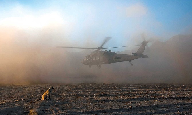 Satchel, 4 months old, watches a Blackhawk helicopter touch down successfully at Firebase Cobra, Afghanistan.