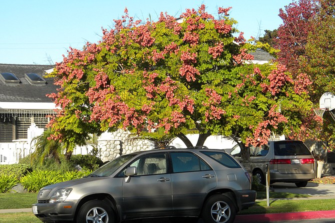 A Chinese Flame tree in full bloom in Southern California.