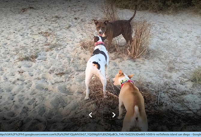 Dogs can frolic (photo from Google Maps).