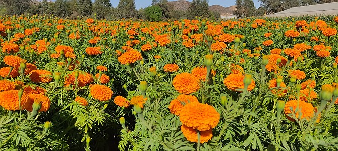 "Dia de los Muertos is a tradition more grounded in southern Mexico."