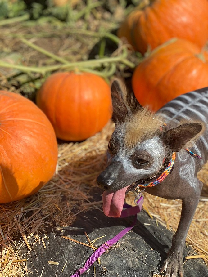 "The ranch is giving a huge event where traditions of Halloween and Dia de los Muertos will be combined."