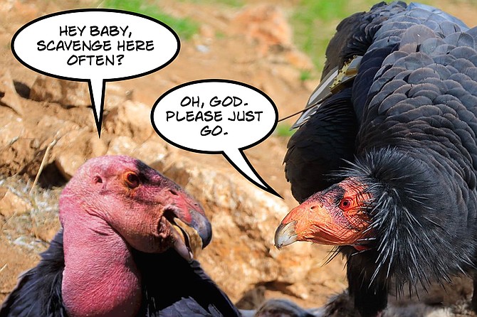 “Most California condors find members of their own species too intolerably ugly to consider as potential mates,” says Avian, “so this is really good news for them. And maybe for us as well. We can’t all be Instagrammable, after all.”