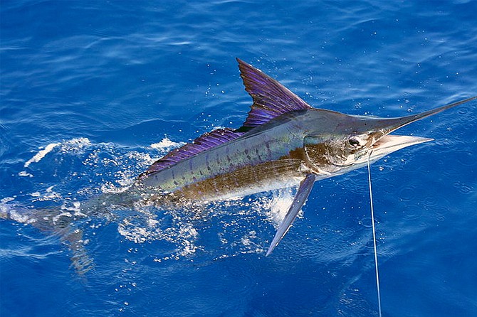 Striped marlin can fight so hard that they cannot always be successfully released.