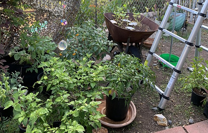 Harmon: "She called the next day and told us that because of our interest in gardening, she'd happily rent to us."