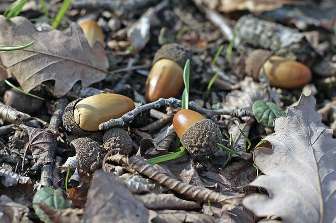 Woodpeckers are stuffing acorns into pine trees.