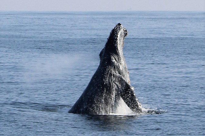 See marine wildlife on a 2 1/2 hour sunset tour off the coast of San Diego. Tour will be narrated by a marine biologist.