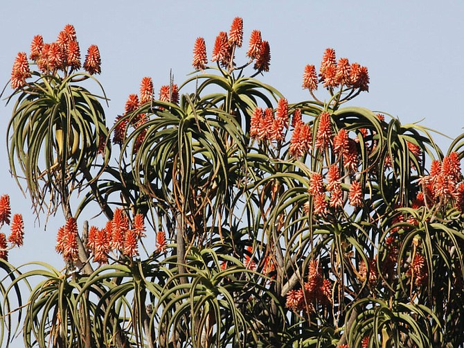 Tree aloe on World of Succulents website