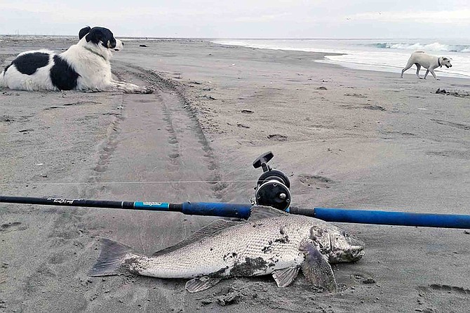Winter fishing blues? Fat corbinas and empty beaches await along the mid-peninsula Pacific coast of Baja.
