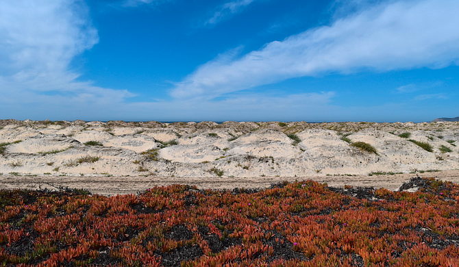Sand dunes along Silver Strand State Beach, Coronado, CA, with colorful non-native iceplant in the foreground. - Image by chendri887