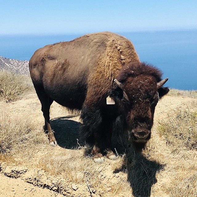 Bison and Ridgetop Eco Adventure