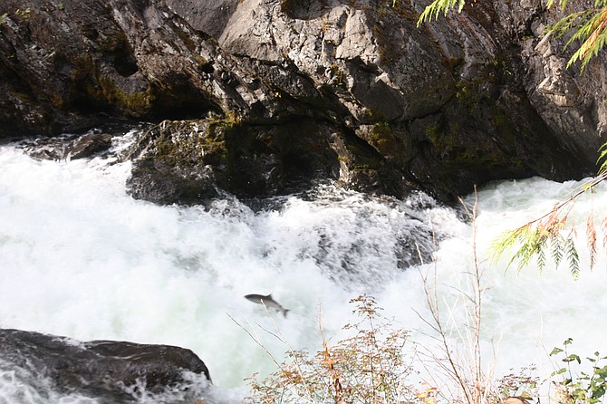 Coho Salmon leaping waterfalls returning to spawning grounds on Sol Duc River