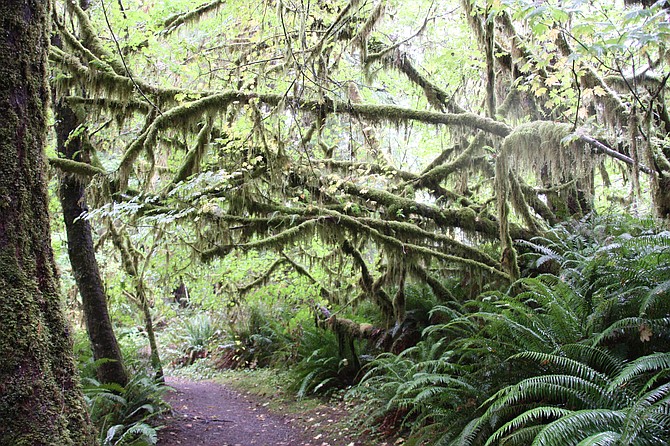 Lush vegetation on Quinault Rain Forrest Trail