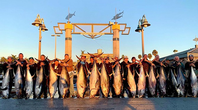 A whopping lineup of the larger yellowfin tuna caught off southern Baja by the anglers aboard the Intrepid on their latest 15-day trip.