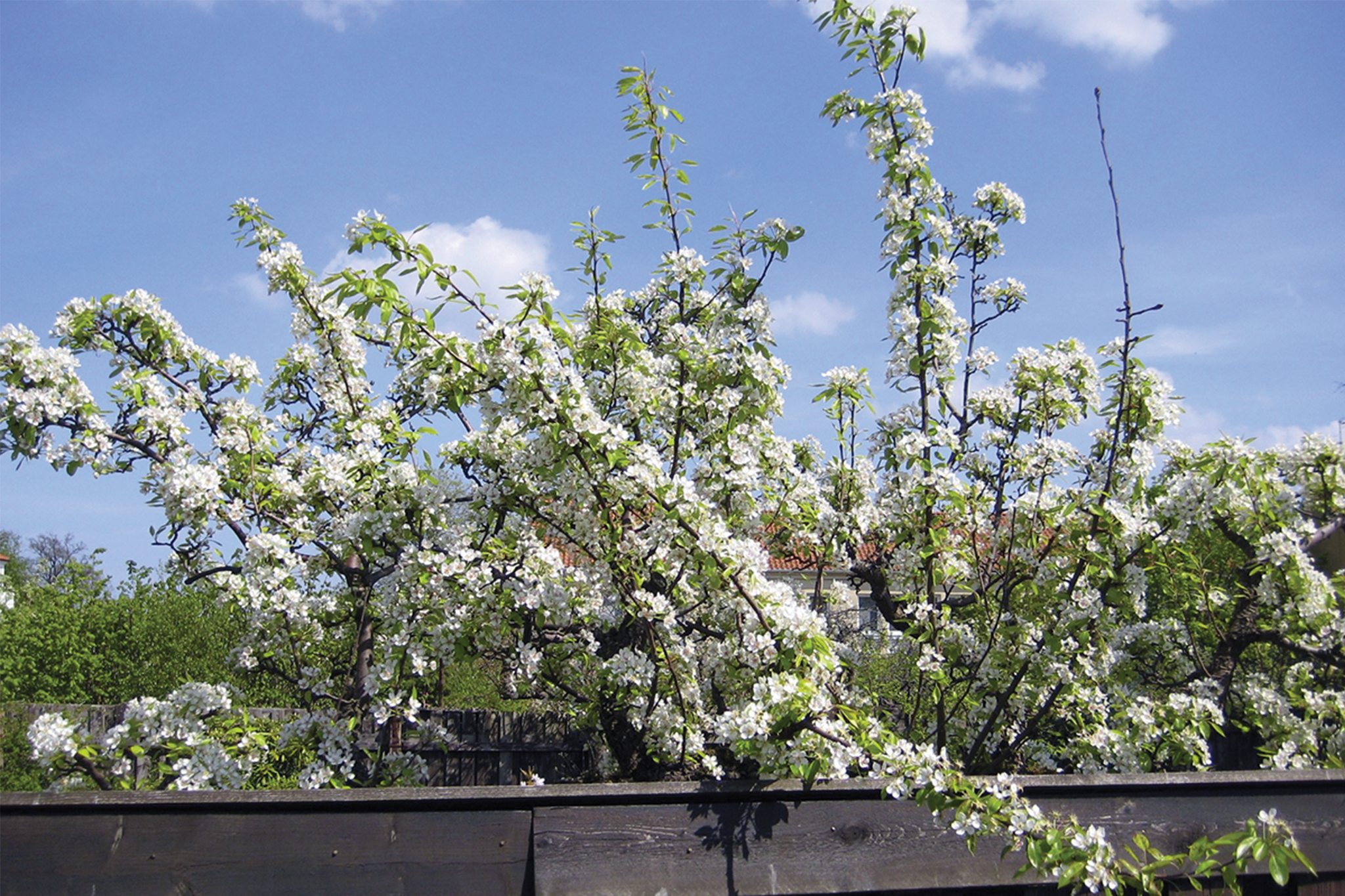 Pear Blossoms Blooming, "Green Comet," Groundhog Day in San Diego - Vimarsana News