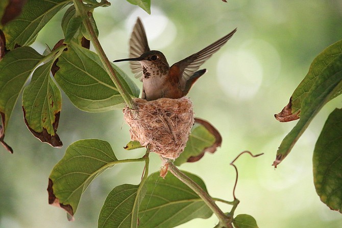 Heather the Hummingbird lookalike settles into her walnut shell-size nest.