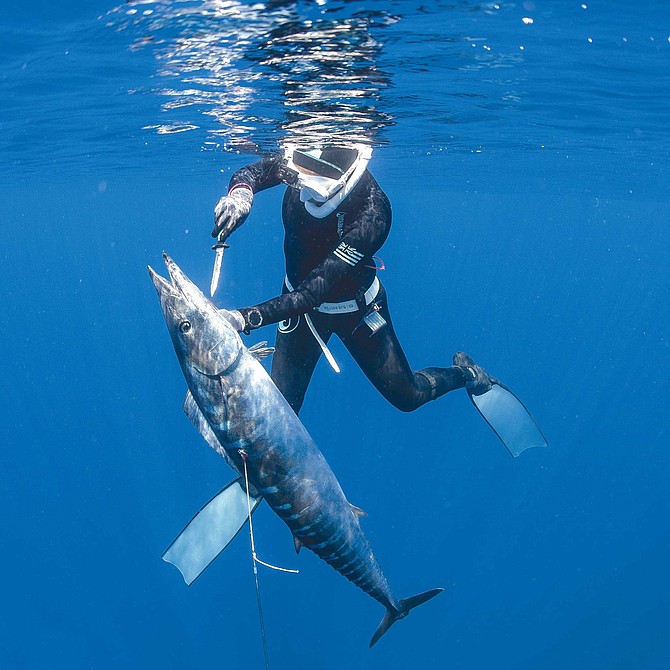 Reitenbach caught this Wahoo while on a two day trip with Spearfishing Baja: “Not gonna lie, my ego goes nutso when I land a big fish or a new species!”