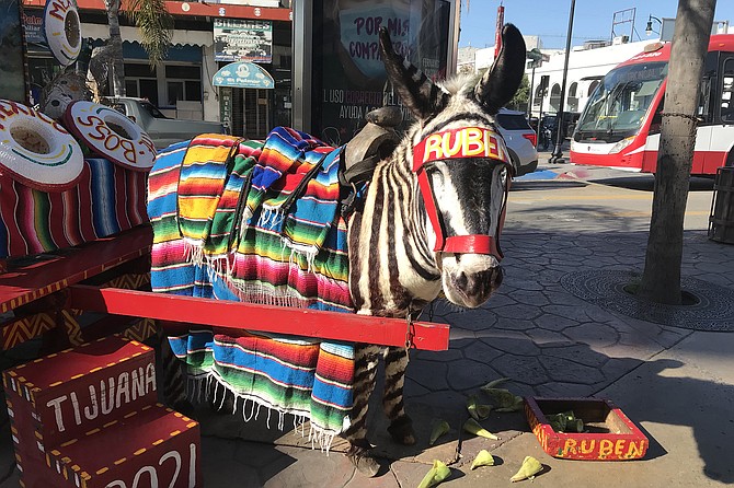 Ruben the donkey at the bottom of Revolucion. Is this where the rebels gathered to go to war in 1911?