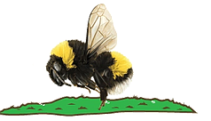 Leucadia lost its bumblebees last year.