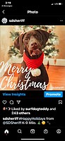 Milo in Christmas wrap.