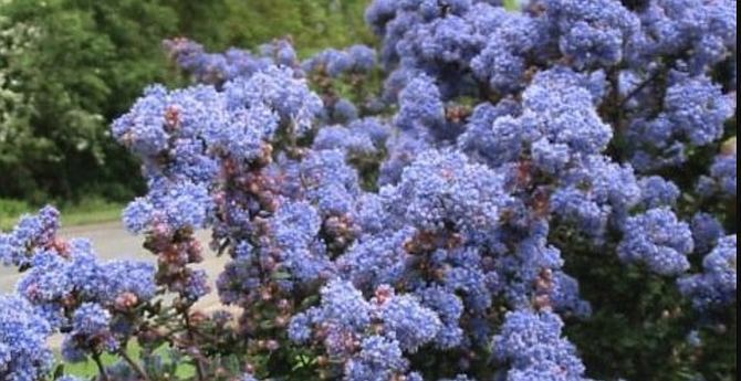 The peak of the ceanothus bloom will work its way eastward.