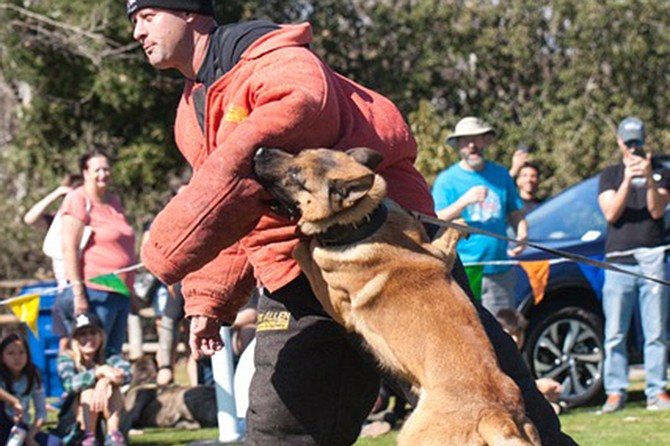 Drag your dog on down to the 6th Annual Fido Fest in Santee.