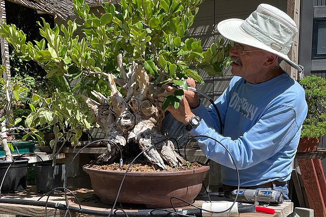 Charlie Mosse uses a Dremel on a privet. “We are trying to create age, and age takes time.”