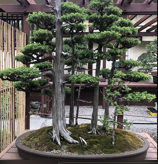 Foemina juniper forest bonsai. “People like to look at miniatures of large things,” says Auwarter.