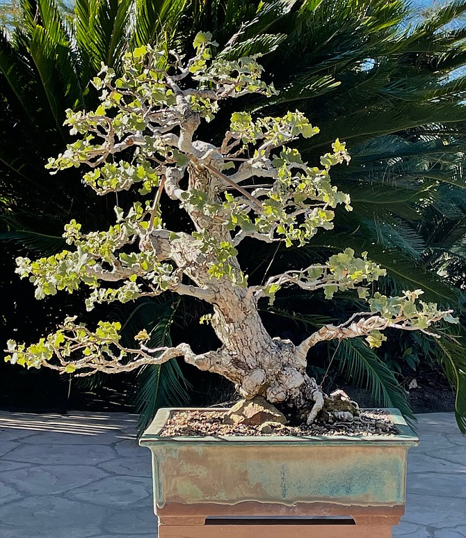 Scrub oak bonsai. At this scale, you can take in the tree in its entirety.