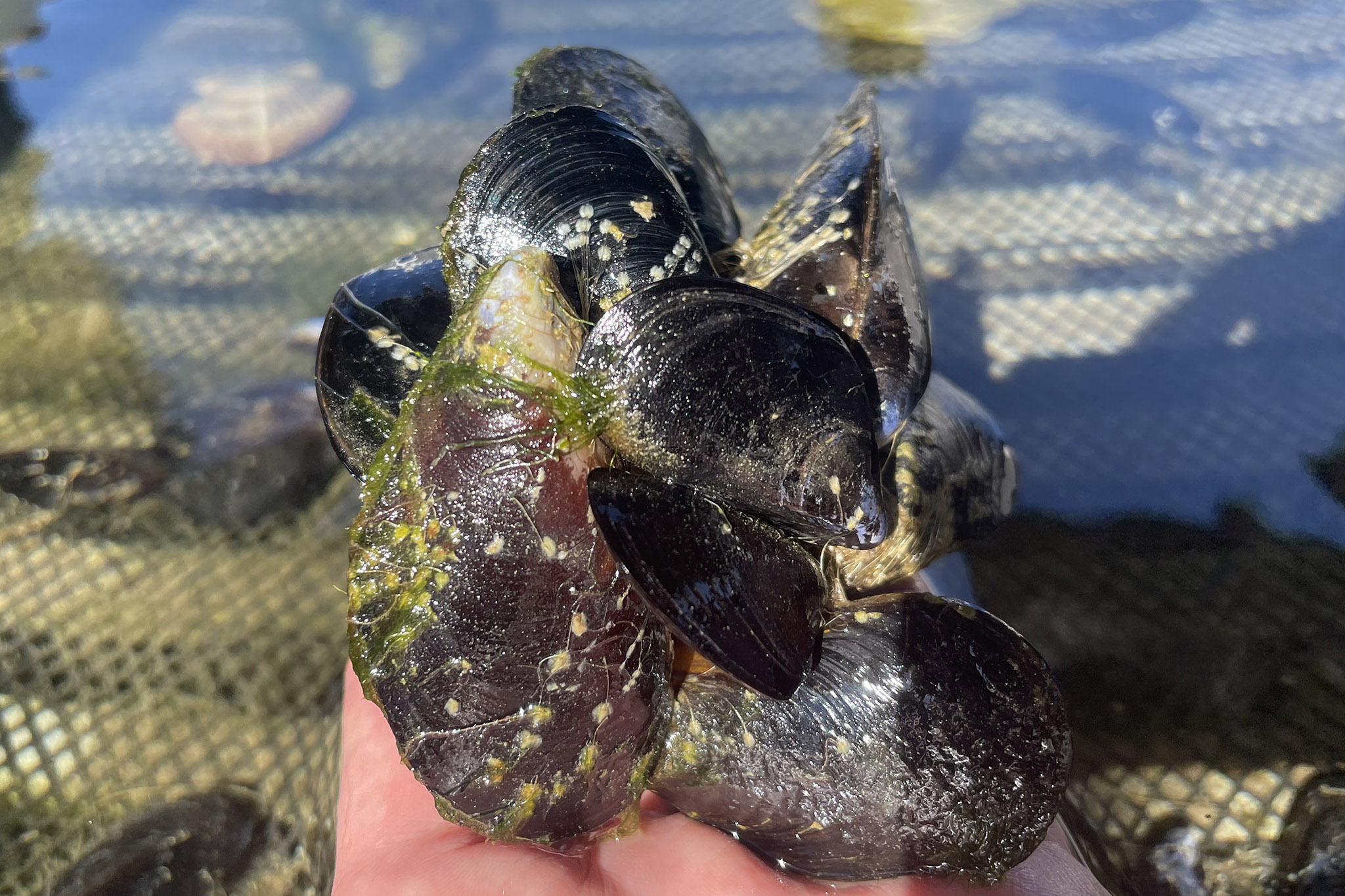 https://media.sandiegoreader.com/img/photos/2022/02/28/carlsbad_aquafarm_mussels.jpg