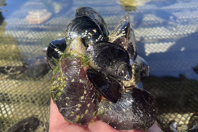 A cluster of mussels in the Carlsbad Aquafarm touch pool