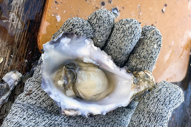 A self-shucked oyster, ready to eat in Carlsbad