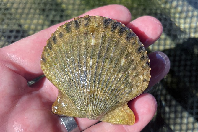 A scallop in its shell: likely a future product of the aqua farm