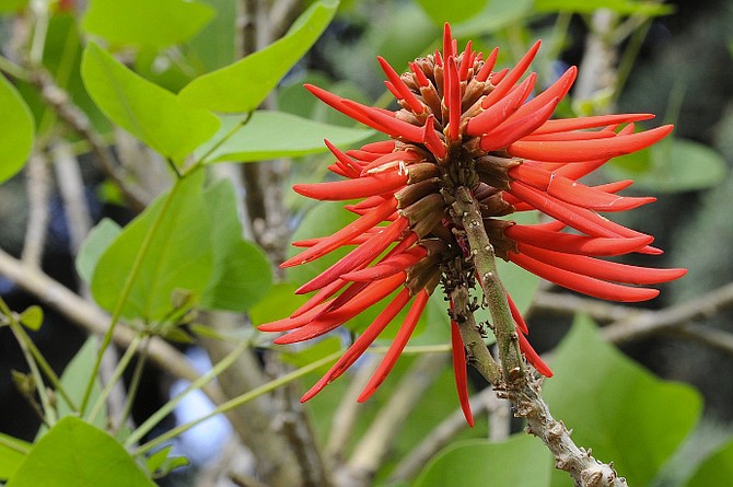 Mexican coral tree blooming along Freeway 94, Interstate 5 through Oceanside, along Harbor Drive near the airport, at the San Diego Zoo, on the lawns in front of San Diego City College downtown.