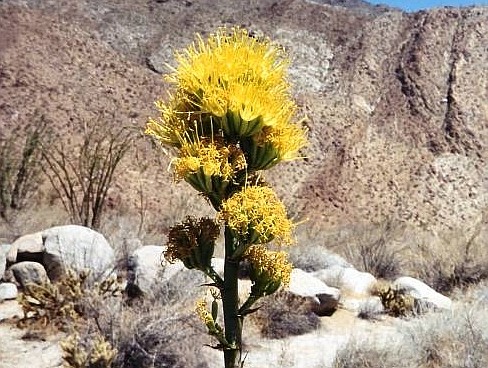 Desert agave. Clusters of waxy, yellow flowers appear, ready for pollination by bees.