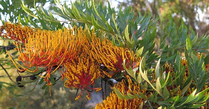 Silk oaks are stunning when seen in contrast to the blue-blossoming jacaranda.