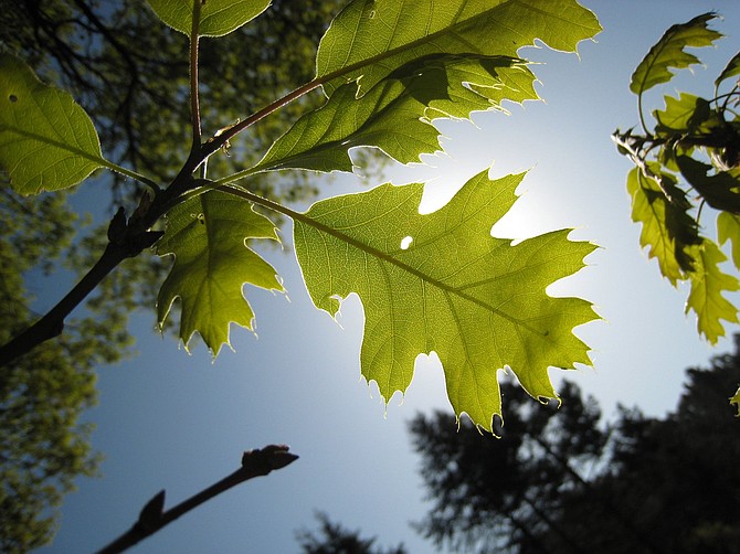 Black oaks are common throughout the upper elevations of the Palomar, Cuyamaca, and Laguna mountains.