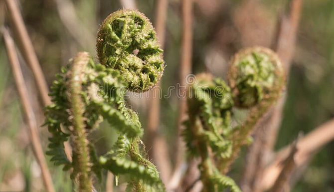 Look for waist-high bracken fern along the creeks and hollows of the Palomar, Cuyamaca, and Laguna mountains.