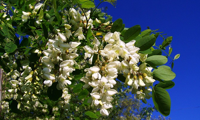 Locust trees have become almost a trademark of California’s gold country.