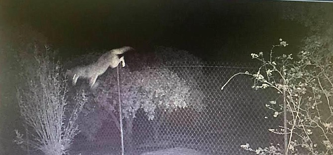 Michael O'Connor posted photos from his video footage of a coyote that scaled his 6-foot fence, then fearlessly leaped down. - Image by Michael O'Connor