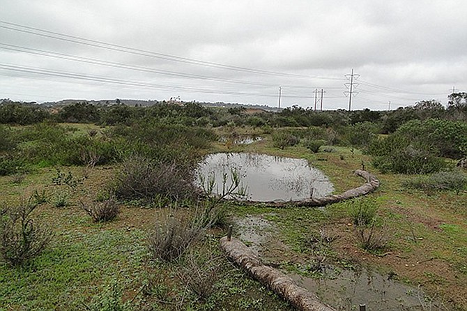 Vernal pools are a fascinating endangered habitat which everyone should know about.