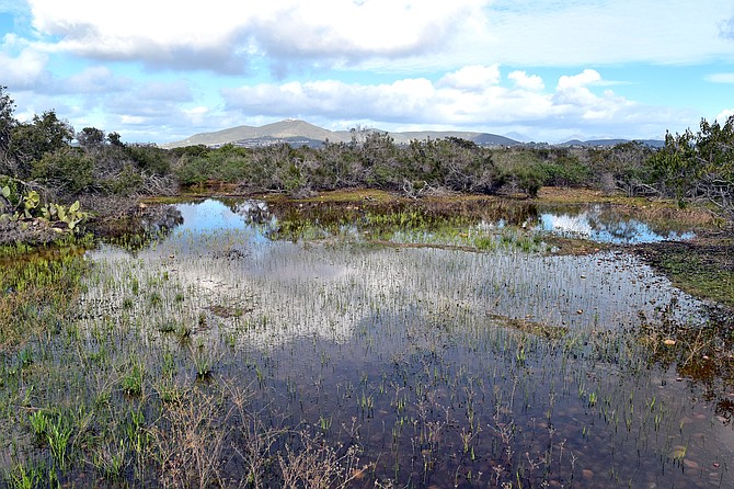 Early spring road pools and puddles are a fascinating endangered habitat which everyone should know about. Take a hike at Carmel Mountain Preserve and check them out.